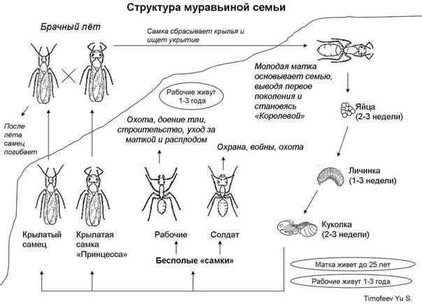 На фото описана структура муравьиной семьи